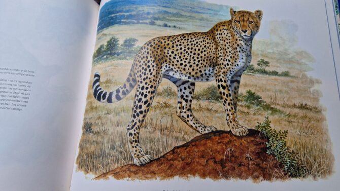 Châle en soie plume ou summertwill Le guépard par Robert Dallet – Image 11