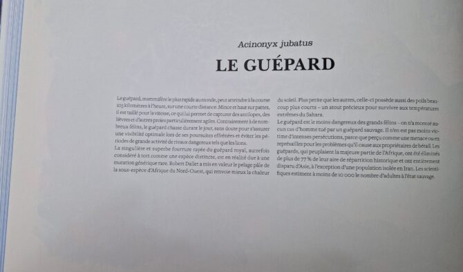 Châle en soie plume ou summertwill Le guépard par Robert Dallet – Image 12